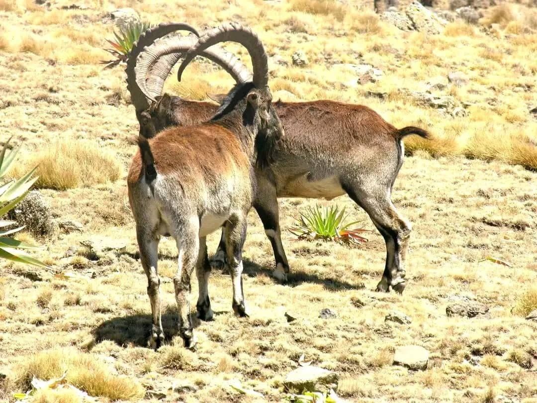 Trek through the dramatic Simien Mountains.