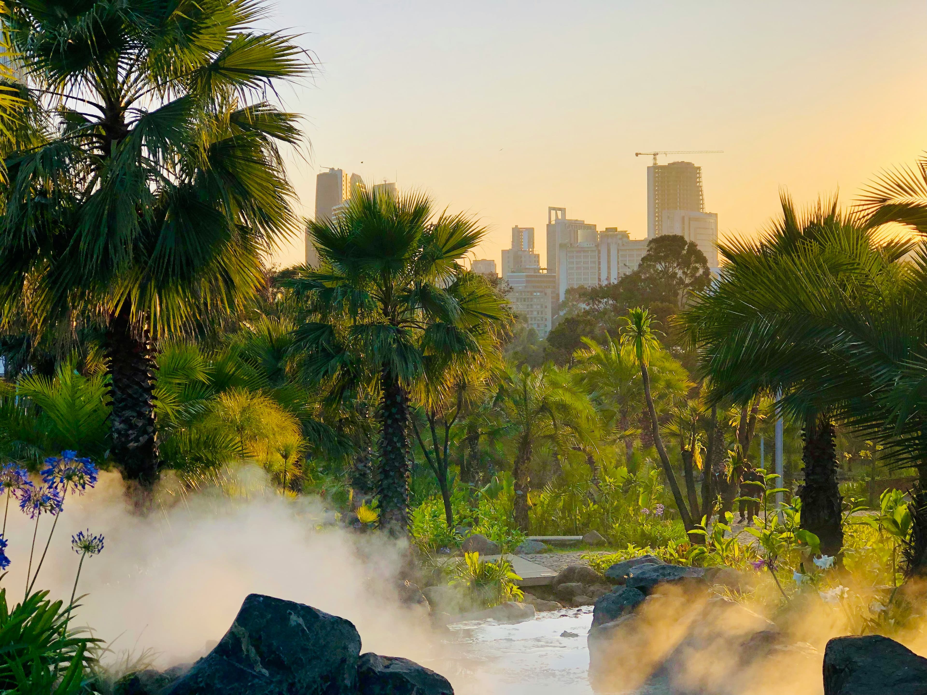 City view of Addis Ababa with palm trees