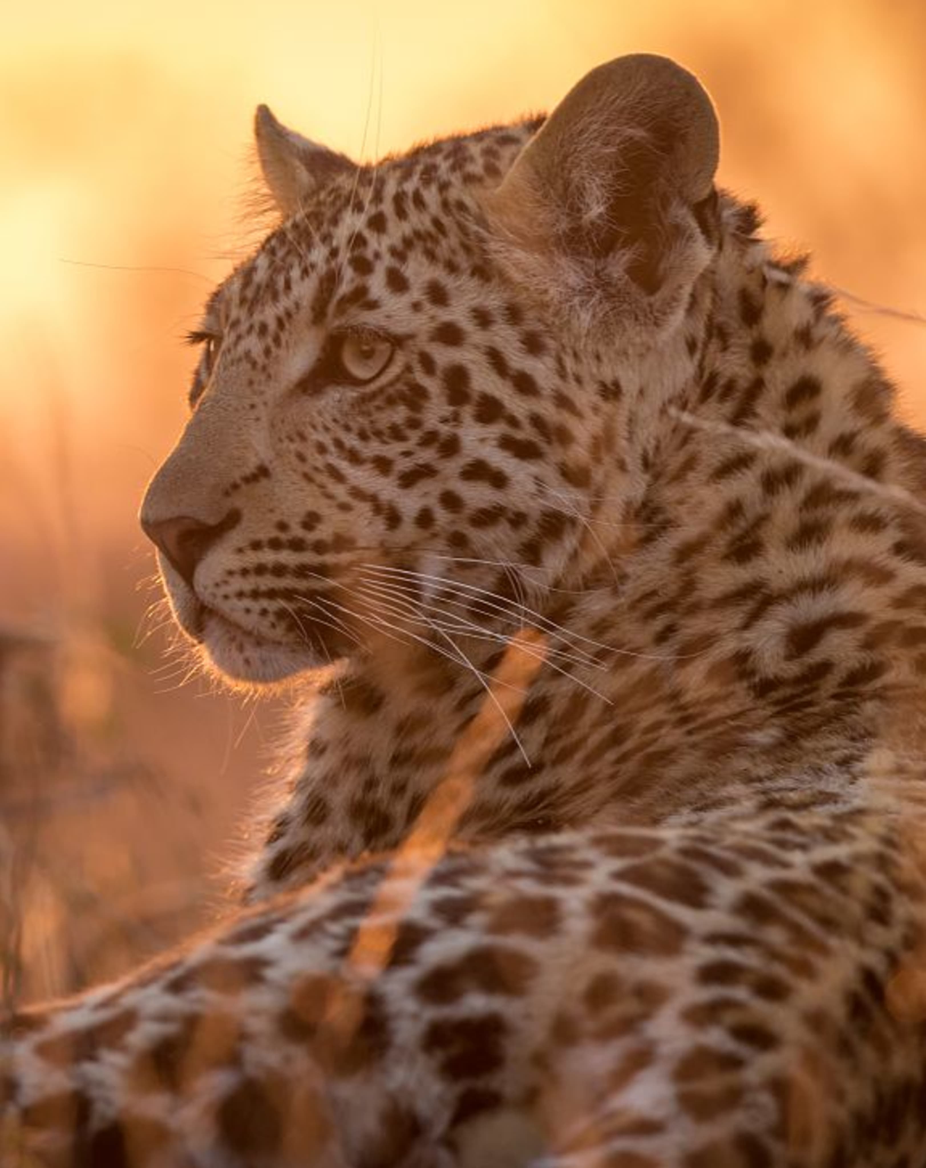 Leopard wildlife photography
